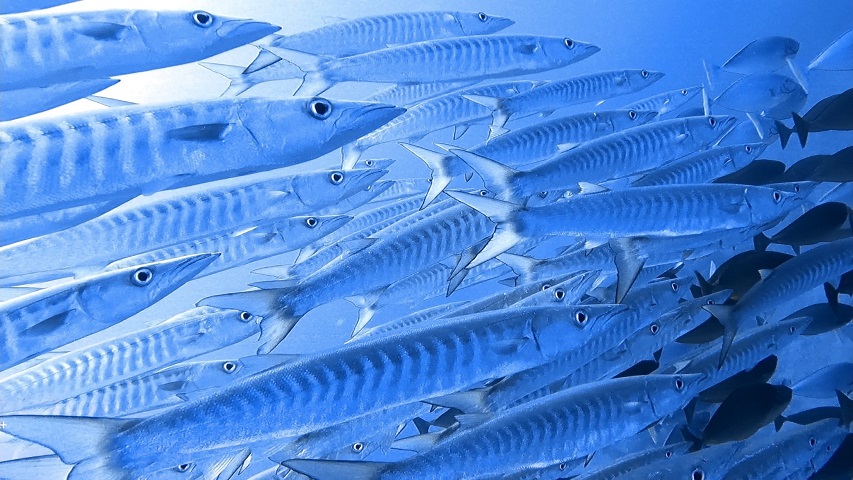 沖縄ドリフトダイビング