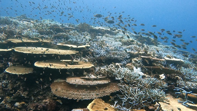 沖縄中上級者向けダイビング