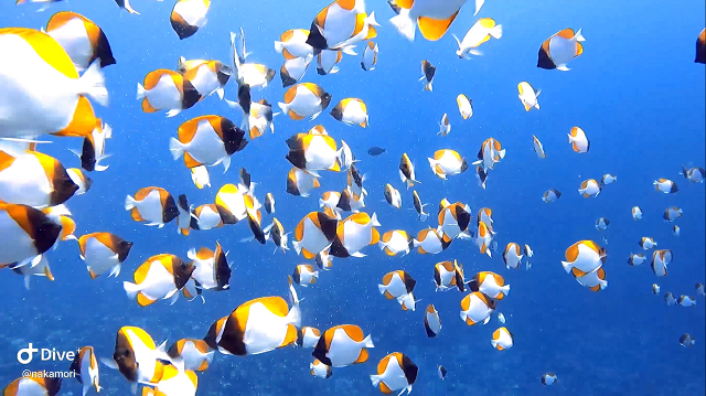 沖縄ファンダイビング上級者