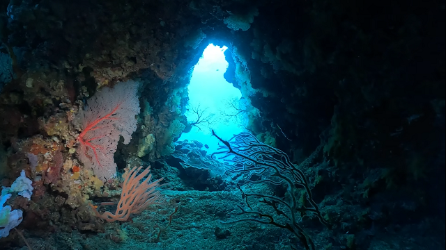 慶良間ダイビングの人気ポイント