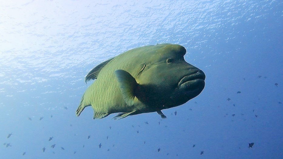 粟国　ドリフトダイビング