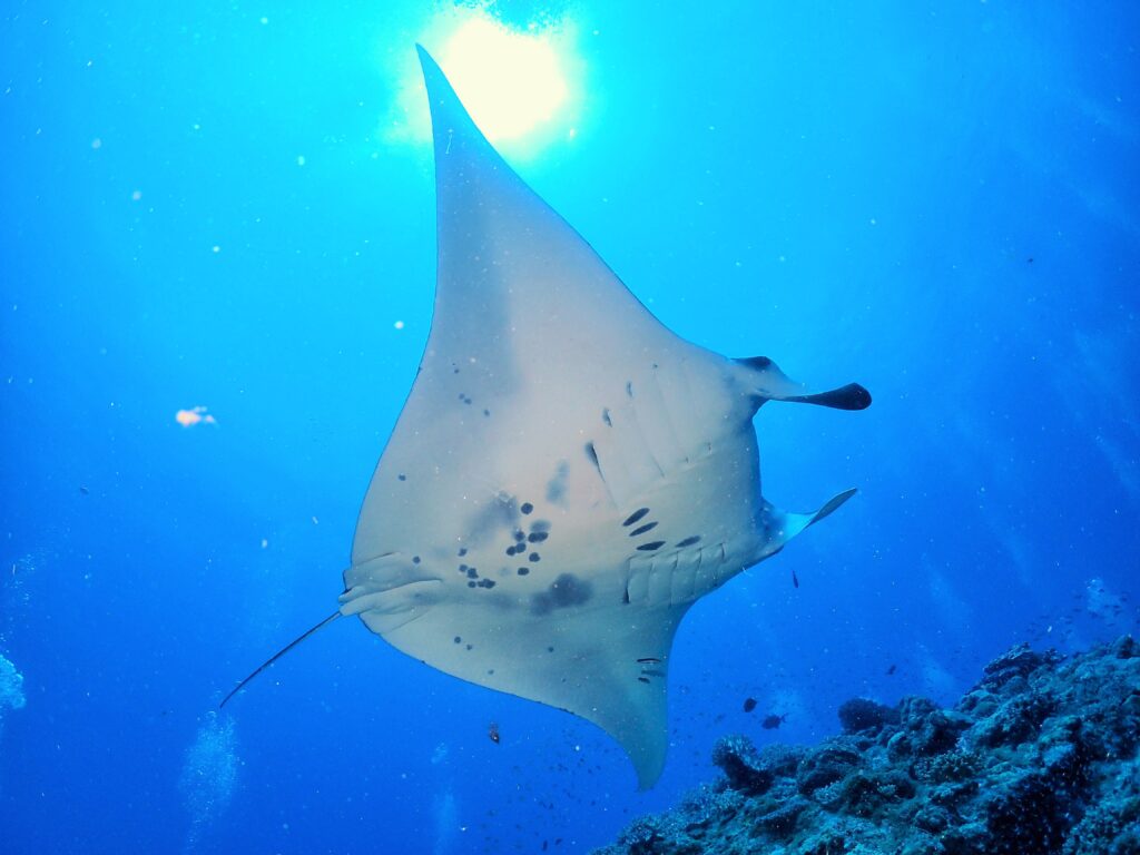 오키나와 케라마 펀다이빙