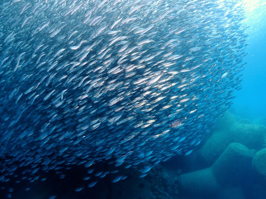 沖縄ビーチダイビング