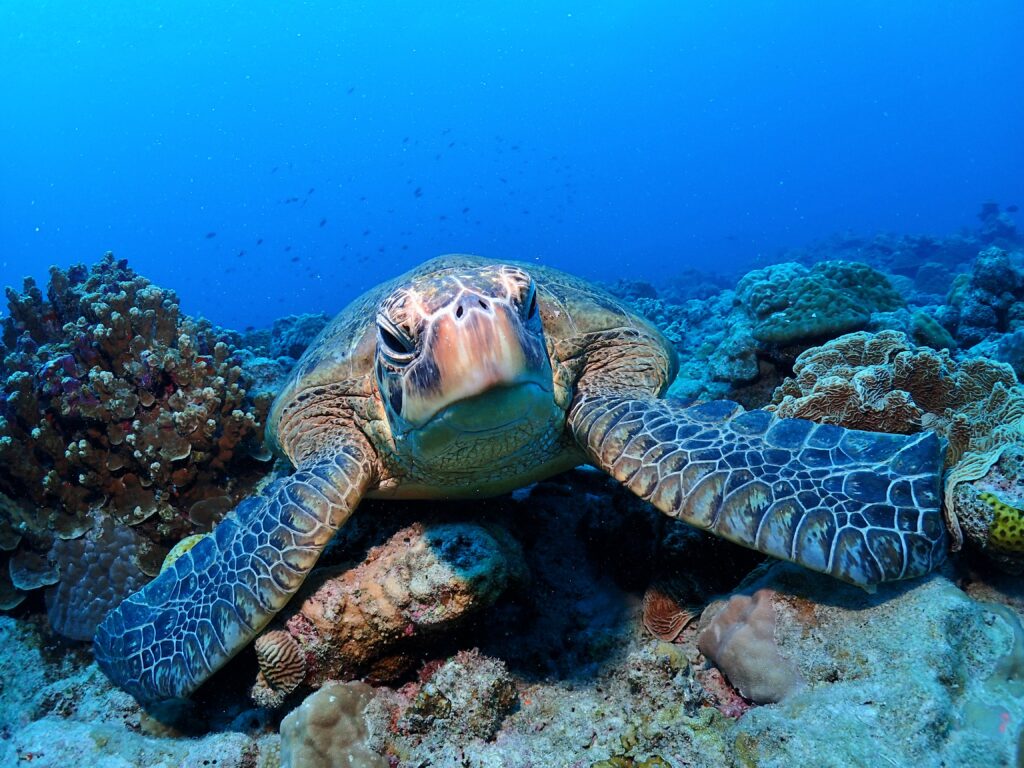 那覇オープンとアドバンス