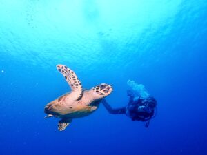 ダイビングライセンス連続取得｜OW＋AOW