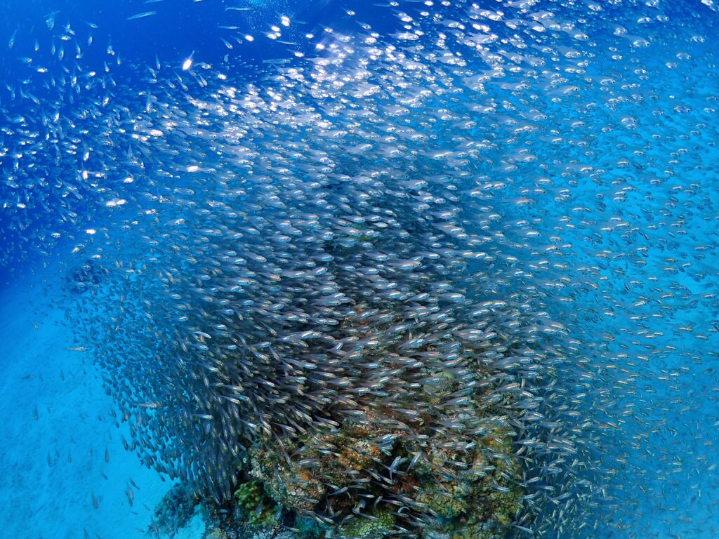 沖縄OWとAOWセット