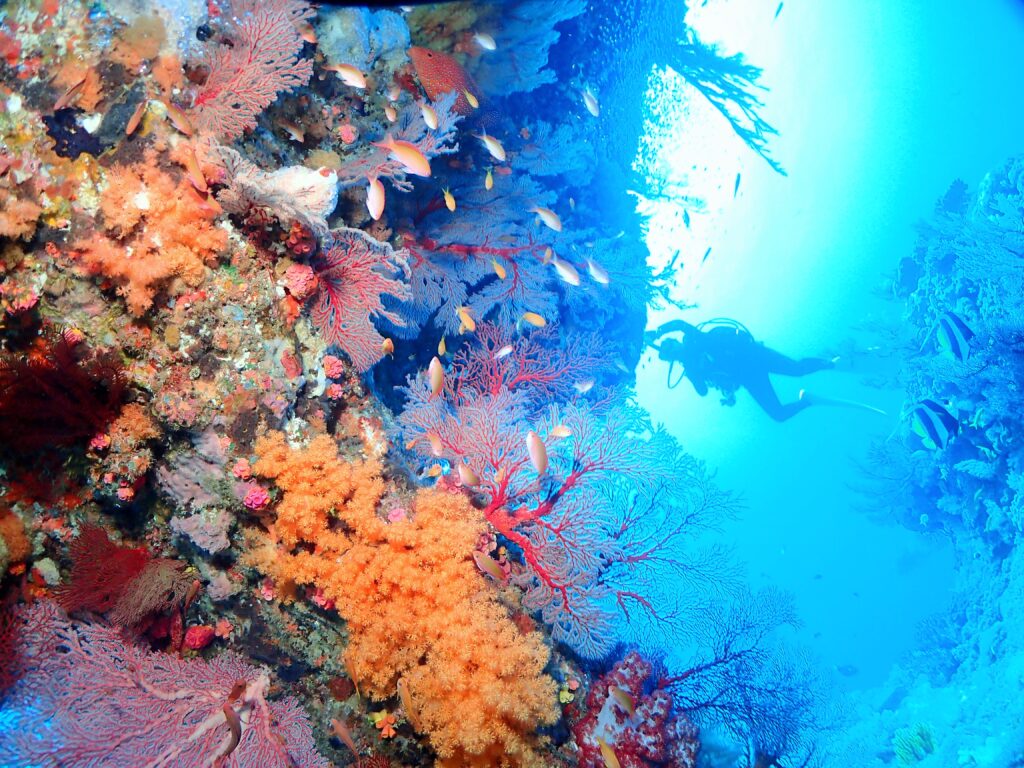 那覇PADIダイビングライセンス