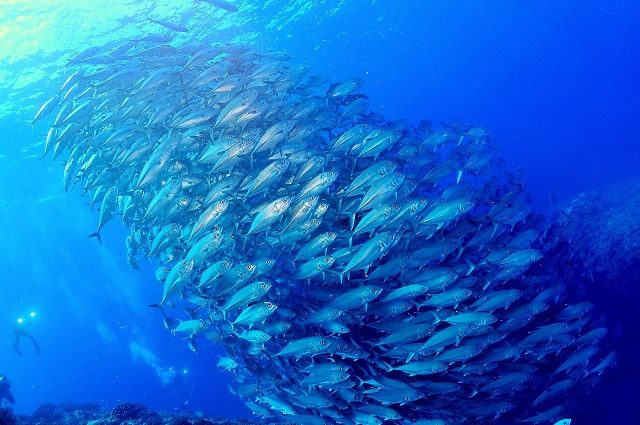 トライアングル～沖縄本島エリア屈指の大物・魚群ポイントです