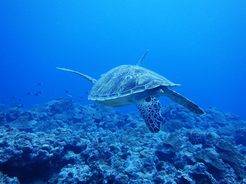 沖縄ダイビング　アオウミガメ