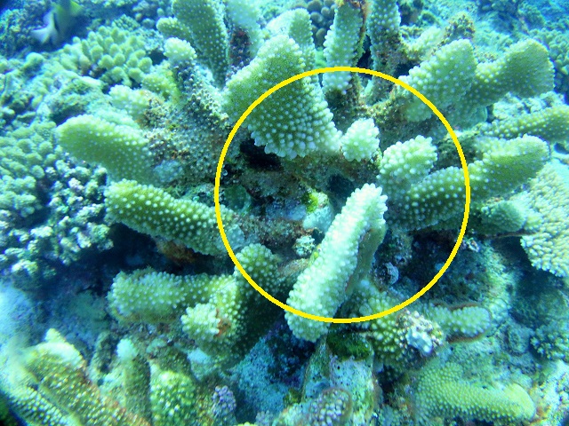 珊瑚を食べる貝