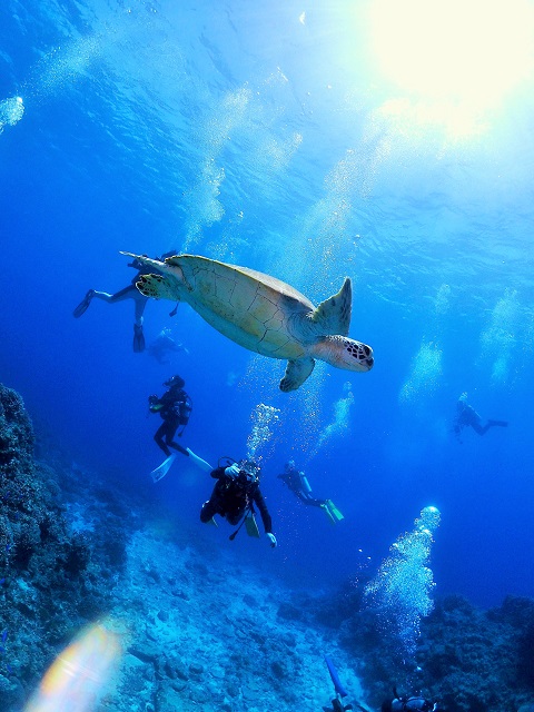 沖縄ダイビングアオウミガメ