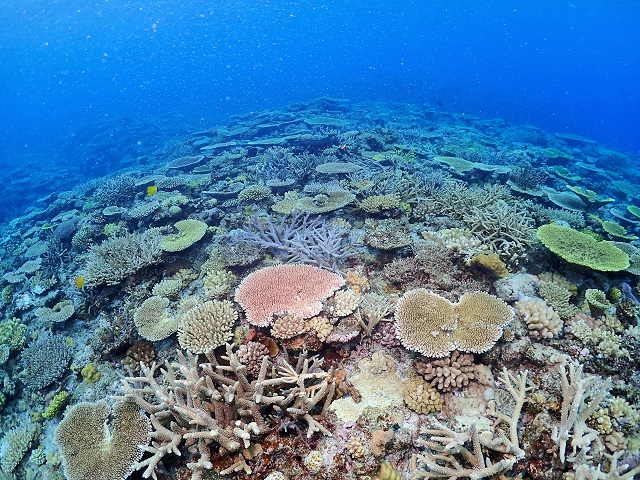 沖縄　サンゴ礁