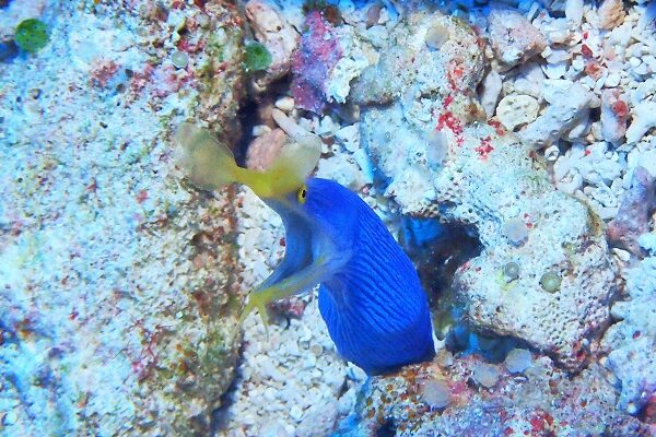 残波ボートダイビング