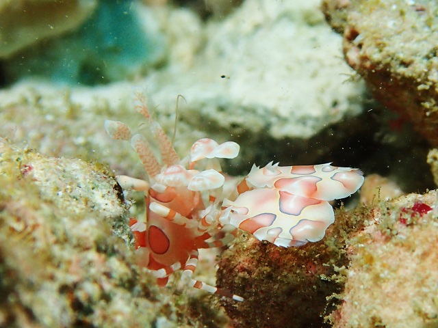 沖縄ダイビングマクロ生物