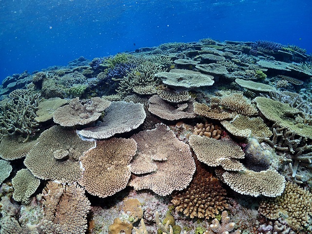 珊瑚の密度が凄い