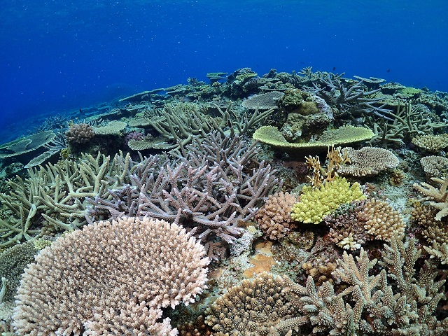 珊瑚の密集度が凄い 沖縄はサンゴの楽園や 沖縄ダイビングライセンスと格安スキューバファンダイビング