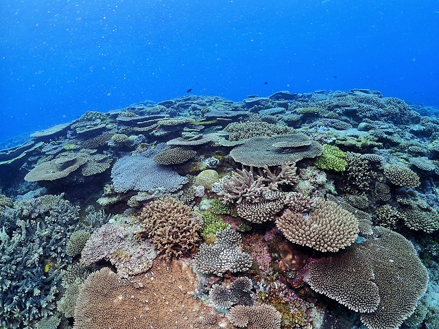 慶良間諸島サンゴ礁