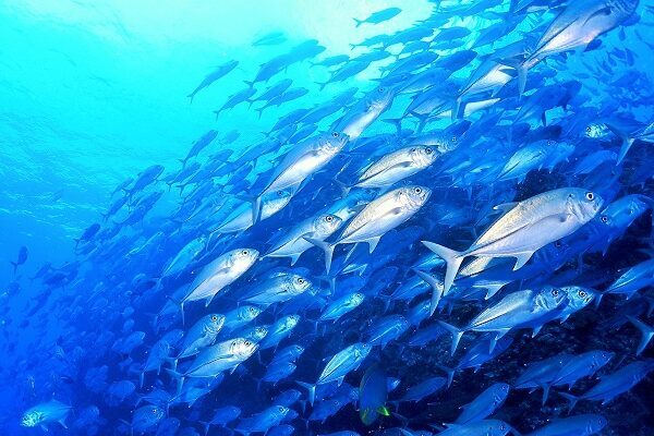 那覇 ドリフトダイビング 上級者