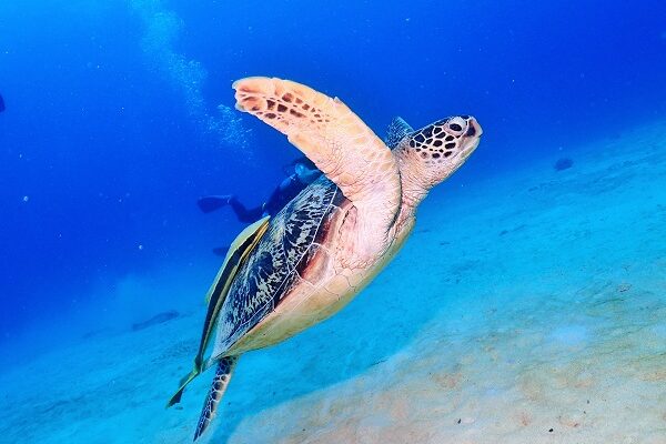 慶良間 ウミガメと泳ぐ