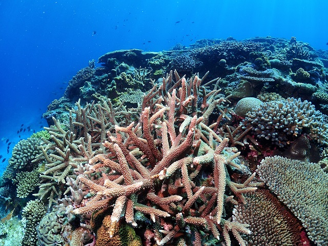 サンゴ礁沖縄