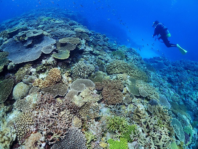 沖縄サンゴ礁