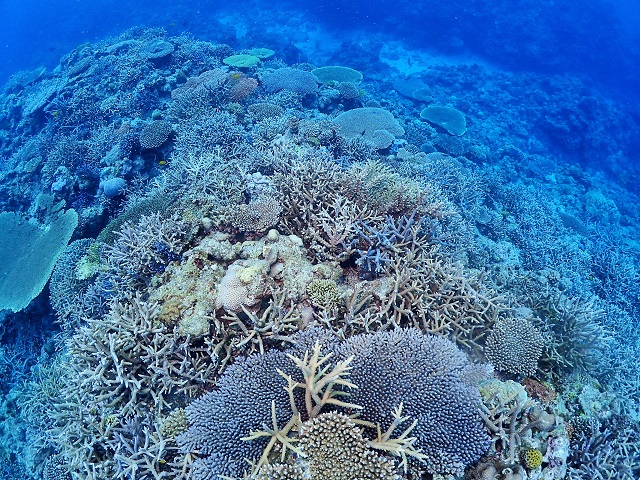 サンゴ礁慶良間