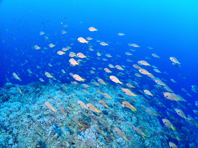 サンゴ礁沖縄