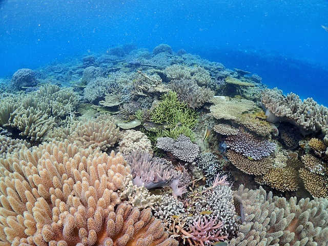 サンゴ礁　沖縄