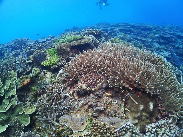 サンゴ礁沖縄ダイビング