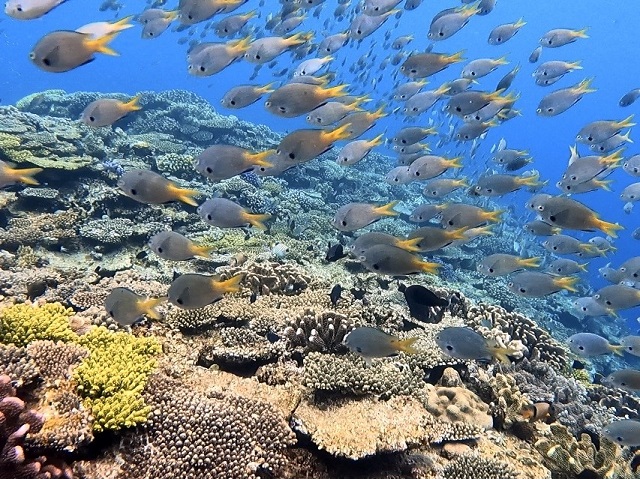 沖縄珊瑚礁ダイビング