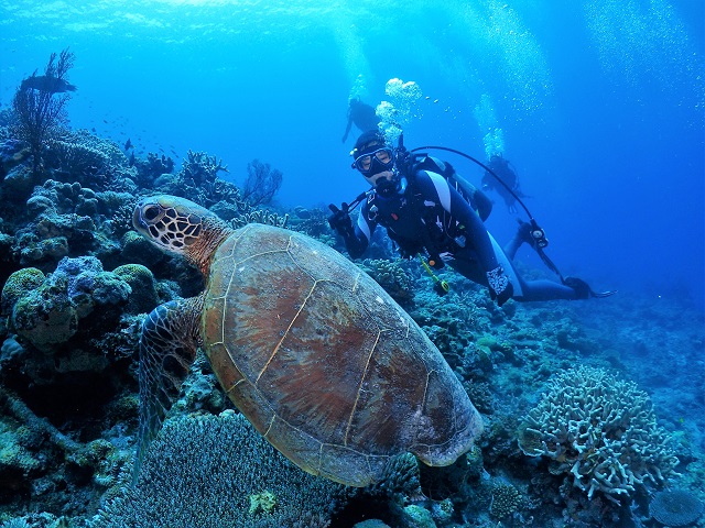 沖縄でウミガメと泳ぐ