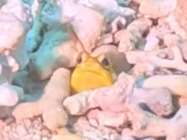 ジョーフィッシュ