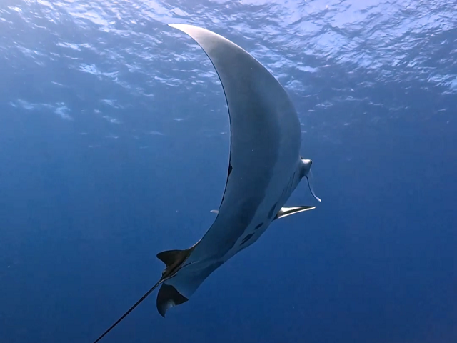 オニイトマキエイ