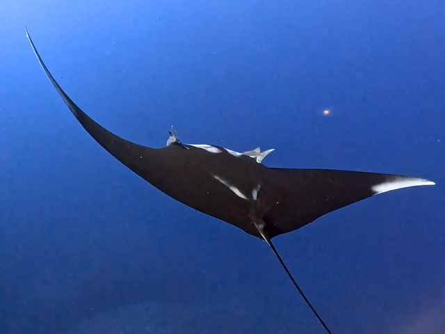 上級者ダイビング